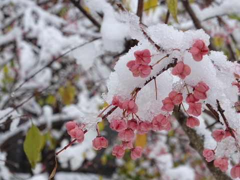 白雪下
