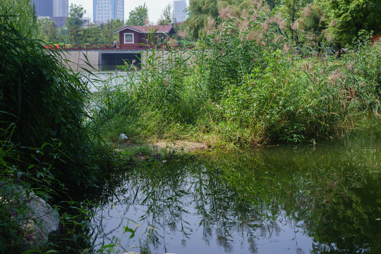 公園湖