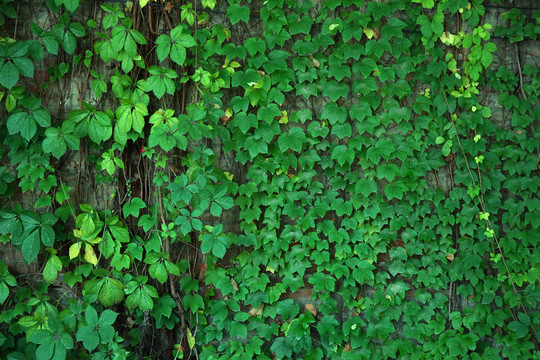 綠植 露珠