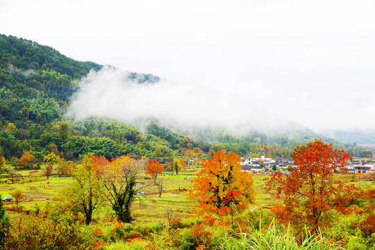 塔川秋色紅葉