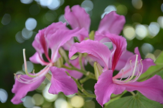 花卉