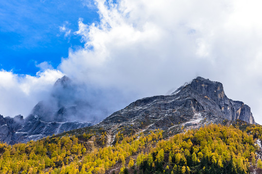 云杉林雪山