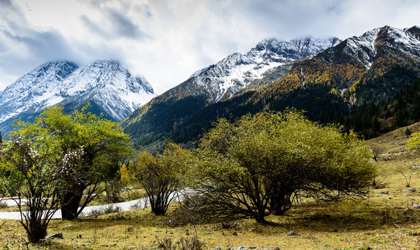 雪山云杉沙棘湖泊