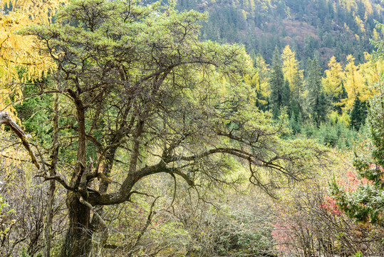 雪山云杉沙棘湖泊