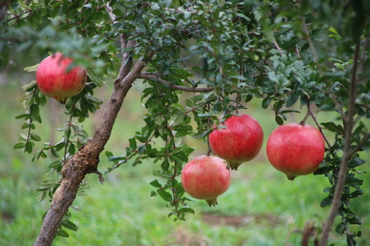軟籽石榴掛果樹(shù)苗