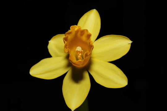 花卉
