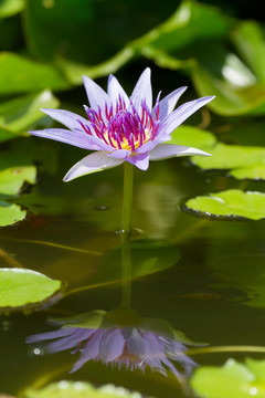 水百合