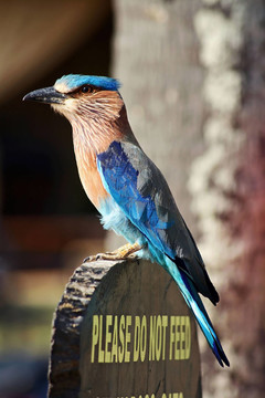 藍(lán)鳥
