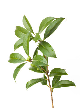桂花樹枝葉