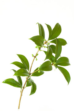 桂花樹枝葉