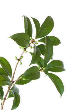 桂花樹枝葉