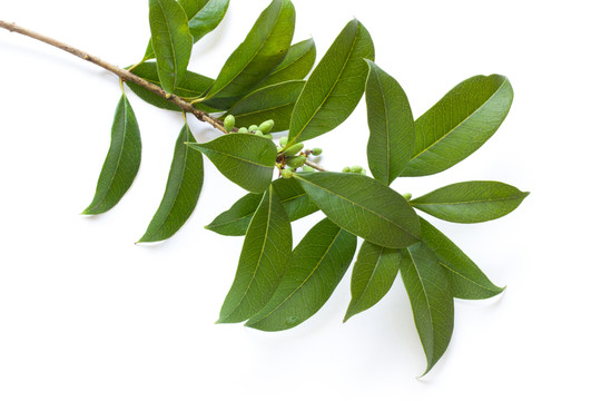 桂花樹(shù)枝葉
