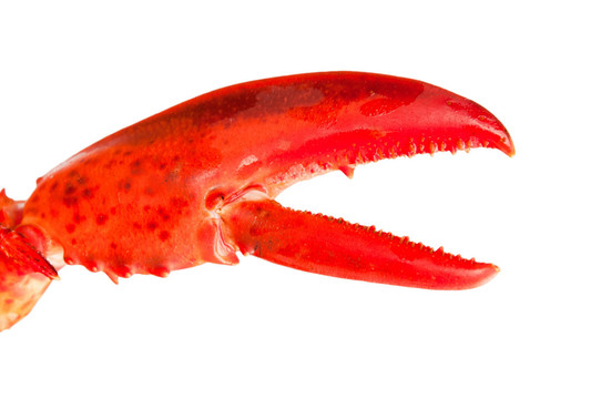 hummerschere