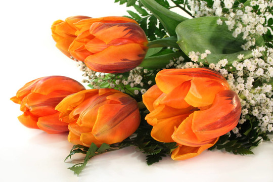 tulpenstrau