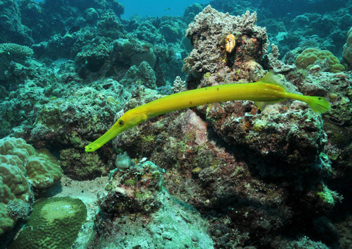 礁石上的喇叭魚