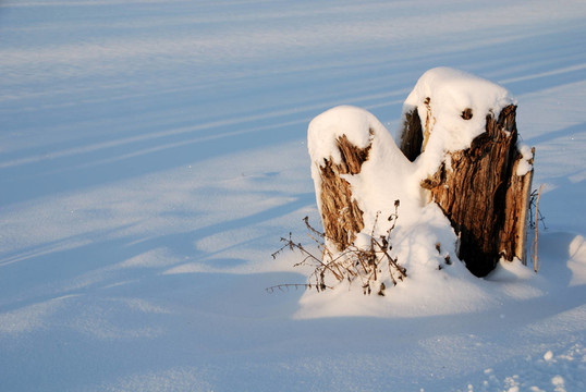 雪中樹樁