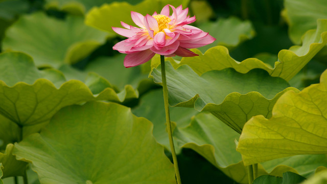 荷花