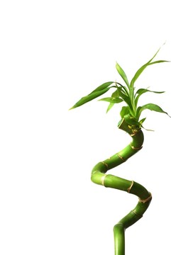 葉