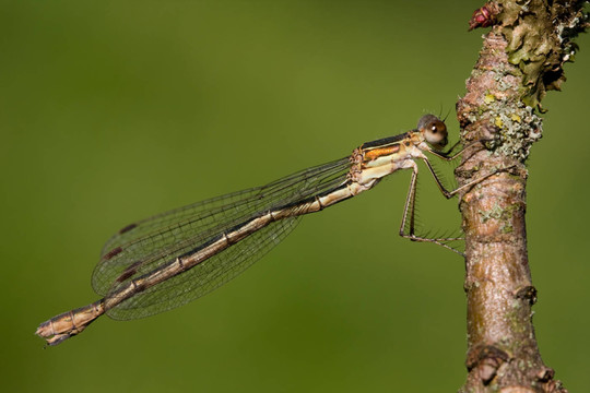 binsenjungfer Lestes sponsa