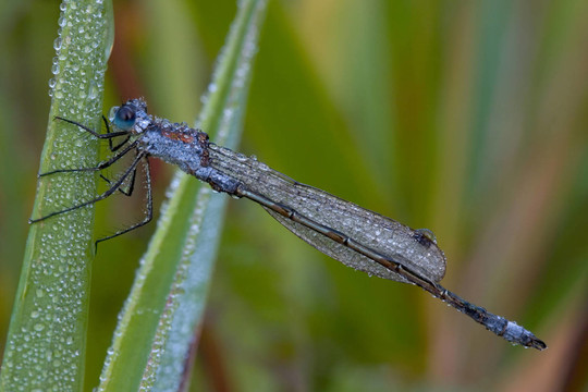 Lestes sponsa露水