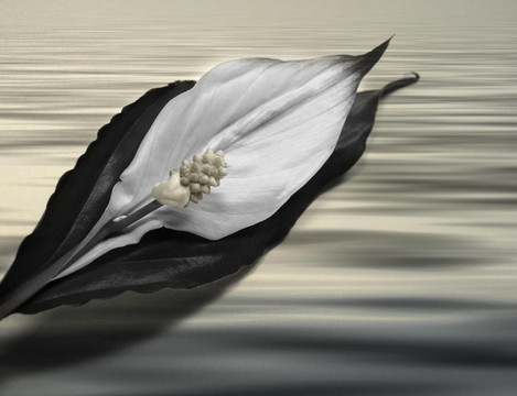 開花