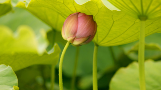 荷花