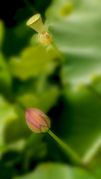 荷花