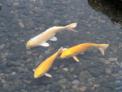 錦鯉