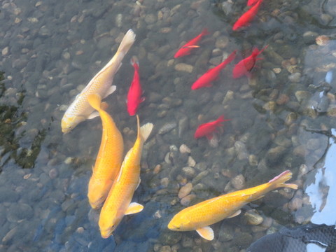 錦鯉
