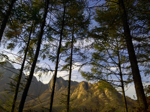 秋樹與秋山
