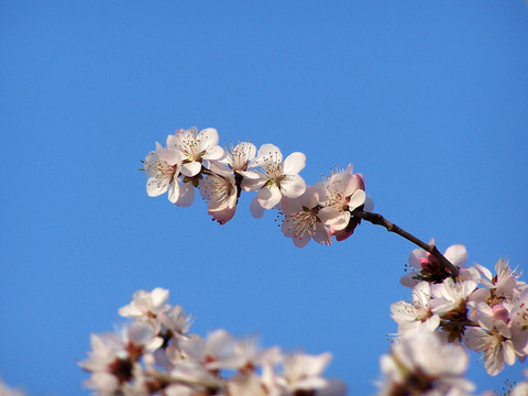 桃花 花枝 枝頭 春天