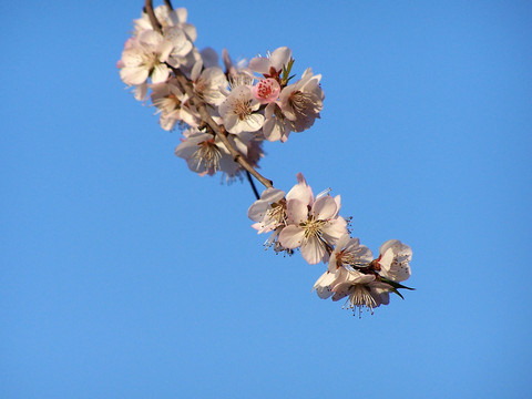 桃花 花枝 枝頭 春天