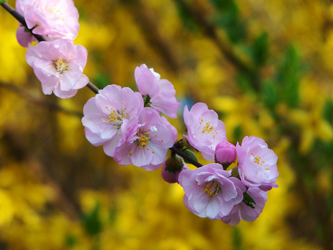 桃花 花枝 枝頭 春天