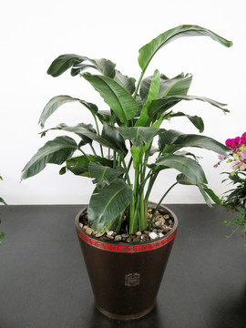 盆花