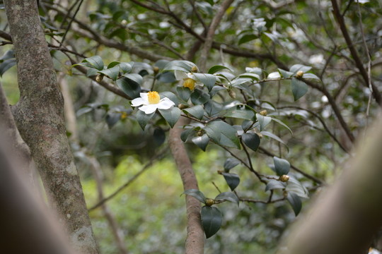 茶樹 茶花 山茶
