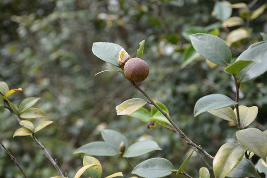 茶樹 茶花 山茶