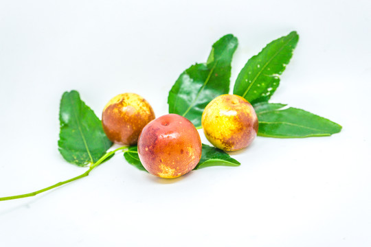 冬棗 高清大圖