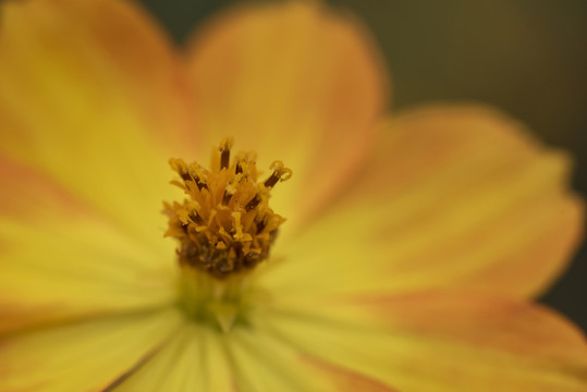 硫華菊