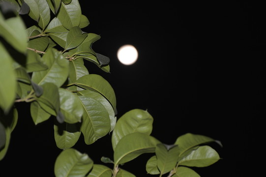 月夜