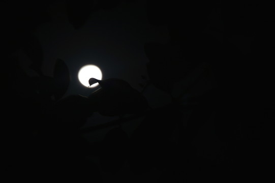 月夜