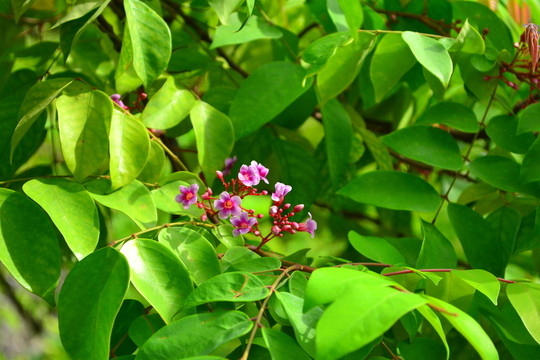 楊桃花