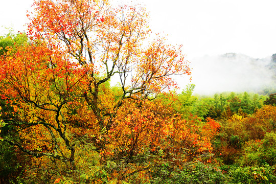 塔川紅葉