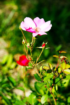 小花 野外