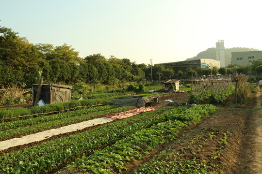 田園風(fēng)光