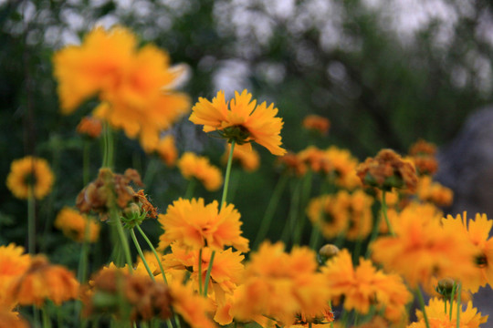 路邊小花