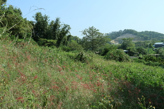 嶺南田園風(fēng)光