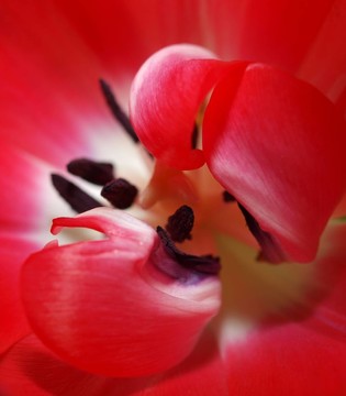 花卉