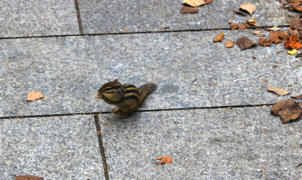 樺鼠子