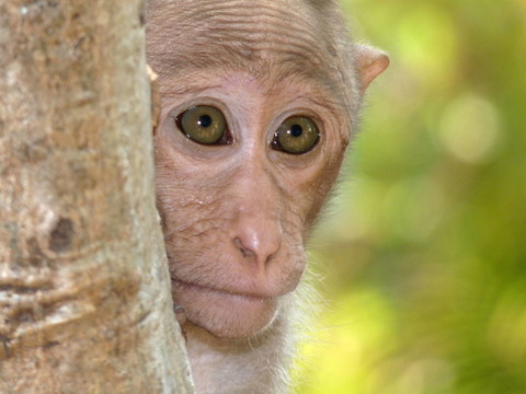 動物的臉