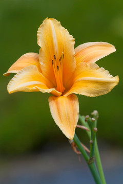花卉